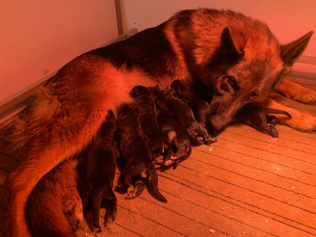 chiot Berger Allemand Du Chemin D'Eden