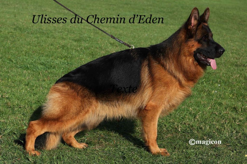 CH. Ulisses Du Chemin D'Eden