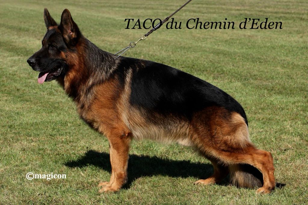 CH. Taco Du Chemin D'Eden