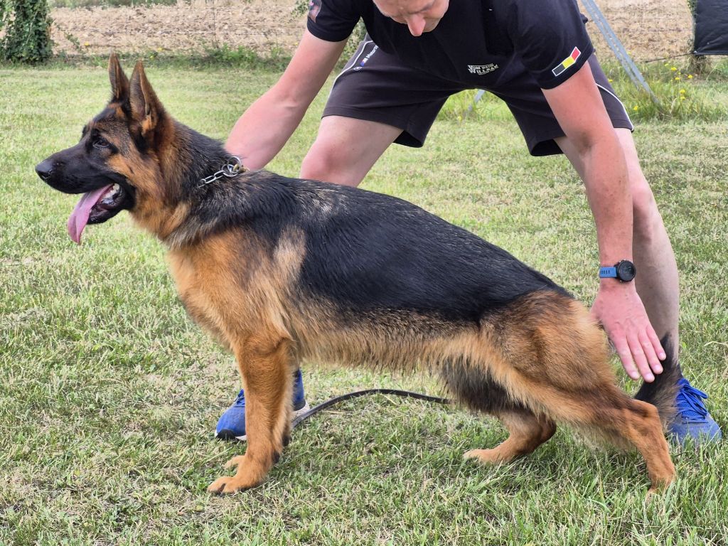 Viky Du Chemin D'Eden