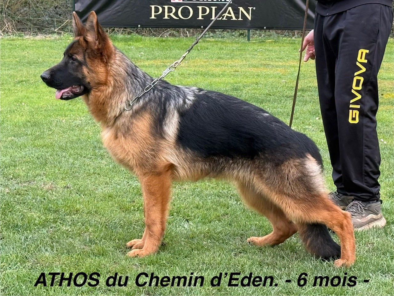 Magnifique Jeune Mâle âgé de 6 mois à vendre