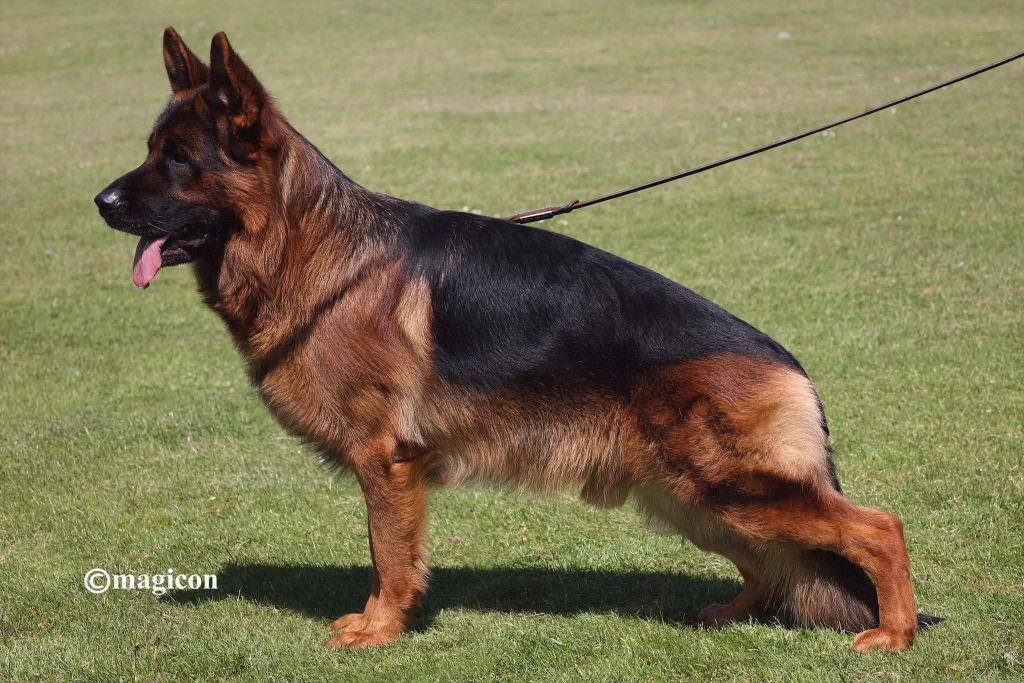 superbe portée née le 11-09-25 sur SAM vom Dakota