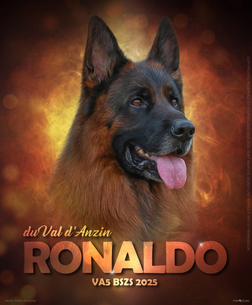 naissance le 18/10 de 7 chiots sur Ronaldo du V.A.