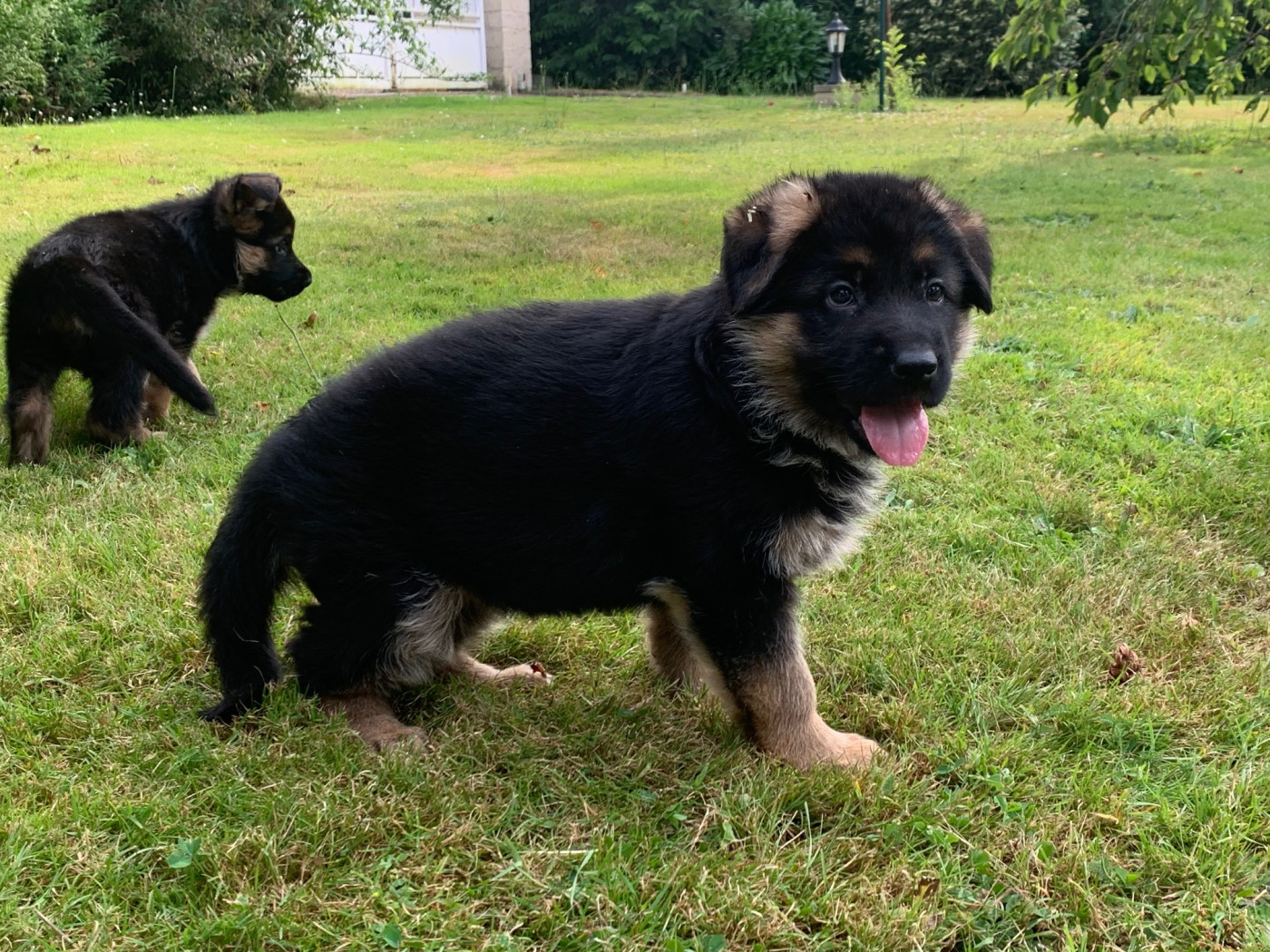 Chiot Berger Allemand Du Chemin D'Eden