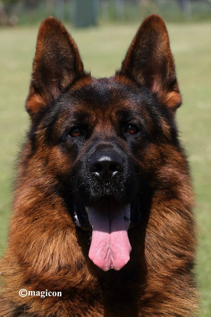 Du Chemin D'Eden - Berger Allemand - Portée née le 11/09/2025