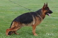 CHIOT poil long