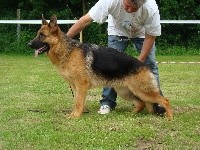 CHIOT poil court